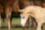 Foal by Guns and Dynamite, palomino filly with a large white blaze and blue eye