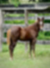 Foals by Guns and Dynamite
