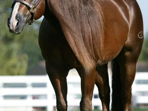 14 Million Dollar Sire, Magnum Chic Dream, sire of ThisChicHasBigDreams