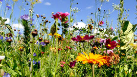 Cotteswold Dairy Biodiversity 2025