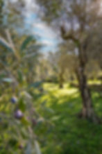 Ancienne bâtisse provençale transformée en moulin vivant