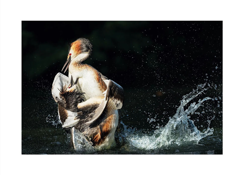 Deux oiseaux en mouvement sur l’eau, photographie d’art fine art imprimée sur papier qualité musée – Kiriatu Éditions.