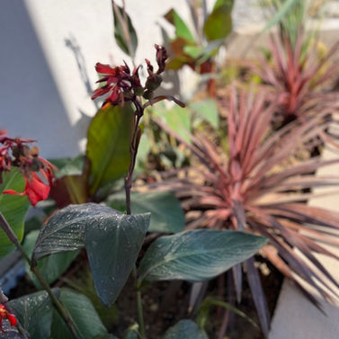 creation-jardins-pelouse-terrasse-bois-nice