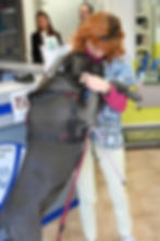 Veterinaire cannes, vétérinaire cannes, vétérinaire le cannet, vétérinaire, vétérinaire du phoenix, vétérinaire 06