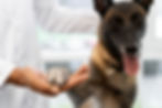 Un vétérinaire au Cannet examine un chien pour détecter les symptômes de la leishmaniose.