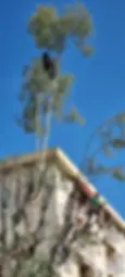 Élagueurs professionnels RSL Espace Vert en intervention d'élagage en hauteur sur un arbre à Nice, technique de grimpe encordée