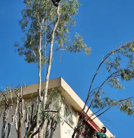 Élagueurs professionnels RSL Espace Vert en intervention d'élagage en hauteur sur un arbre à Nice, technique de grimpe encordée