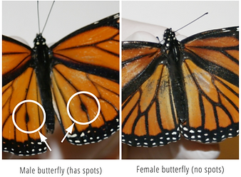 Male Butterfly versus Female.png