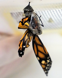 Diseased Monarch