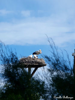 Cigogne Blanche et ses petits