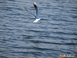 Mouette Rieuse 