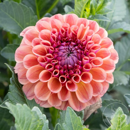 Chewy | Dahlias & Dogwood