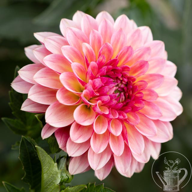 Thumbnail: Jabberbox Dahlia