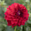 Thumbnail: Tahoma Velvet