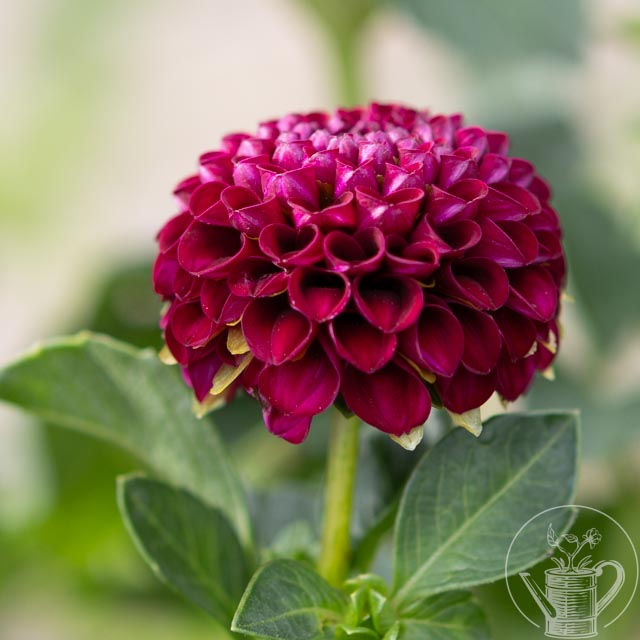 Thumbnail: Moor Place Dahlia