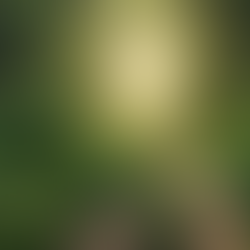 The Light Warrior Path