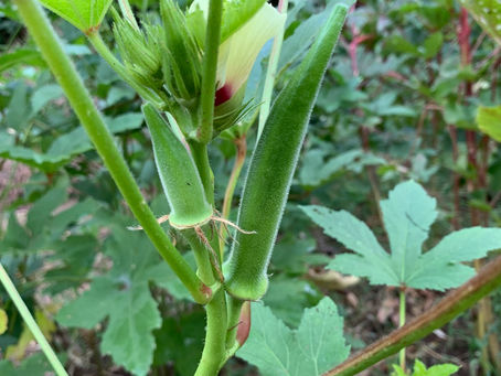 オクラは生き延びています!