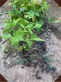 Our dear little green bean plants at the end of the season, beginning to wither away.