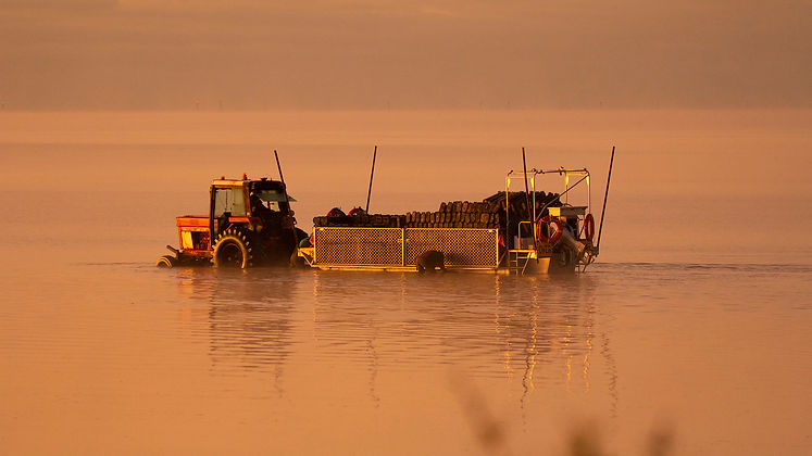 Denial Bay Oyster Farmer © Steve Milner.jpg