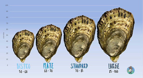 Oyster Sizes.jpg