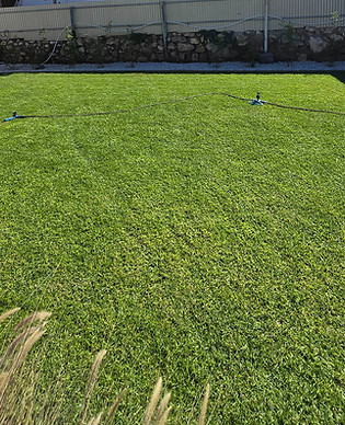New Lawn_edited.jpg