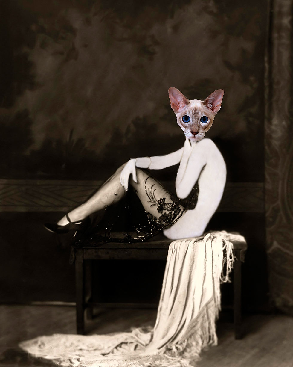 Naughty Kitty of Ziegfeld Follies Siamese Cat as anthro pin up girl