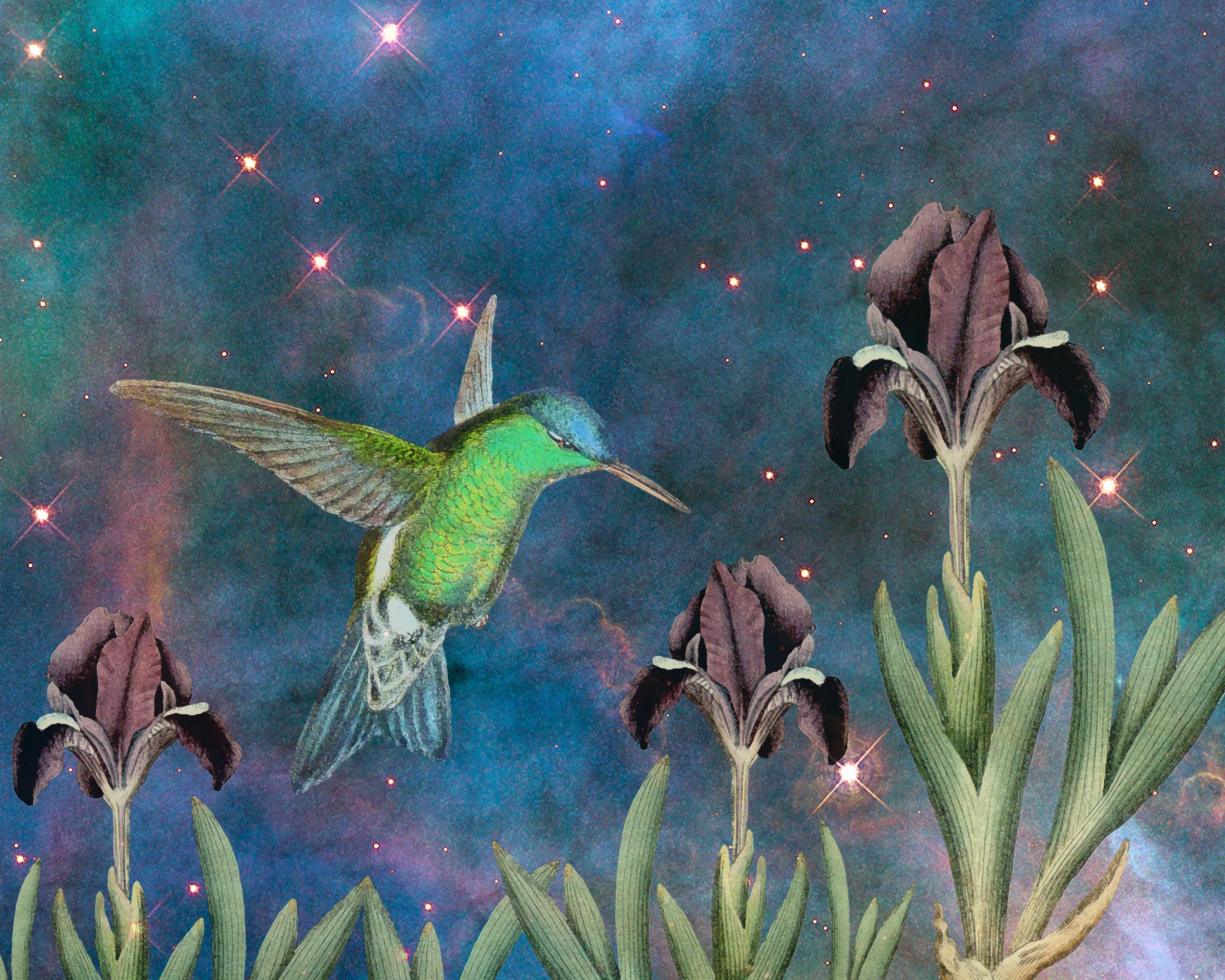 Flight of the Hummingbird on the Night of the Iris