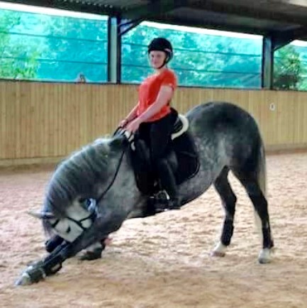 Horses for Training