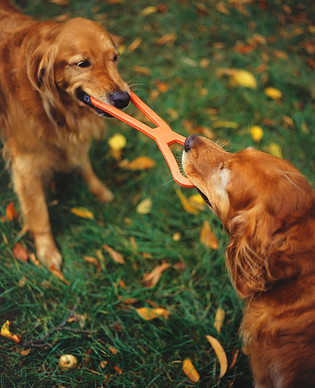 Tug of War
