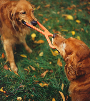 Two golden retrievers playing tug-o-war with a toy