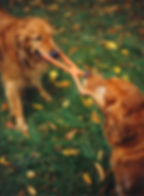 dogs playing tug-of-war with each other are getting exercise