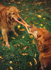 Tug of War