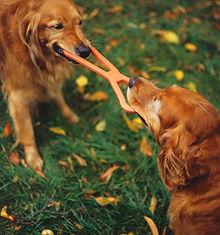 Tug of War