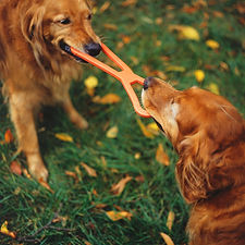 Dogs Playing Tug
