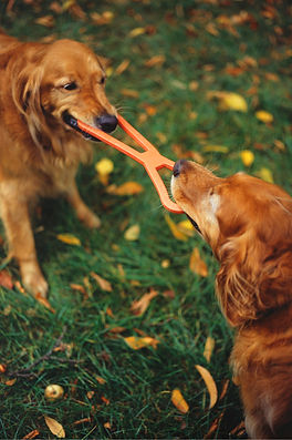 Tug of War