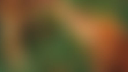 Jouets d’Interaction vs Jouets d’Occupation : Comprendre leurs Rôles pour le Bien-être de votre Chien