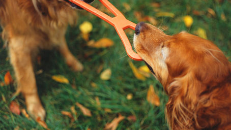 Jouets d’Interaction vs Jouets d’Occupation : Comprendre leurs Rôles pour le Bien-être de votre Chien