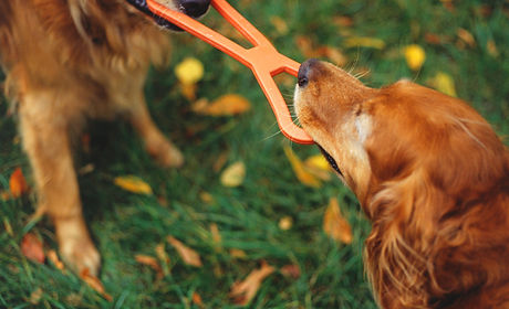 Tug of War