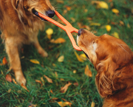 Tug of War