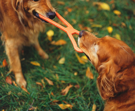 Tug of War