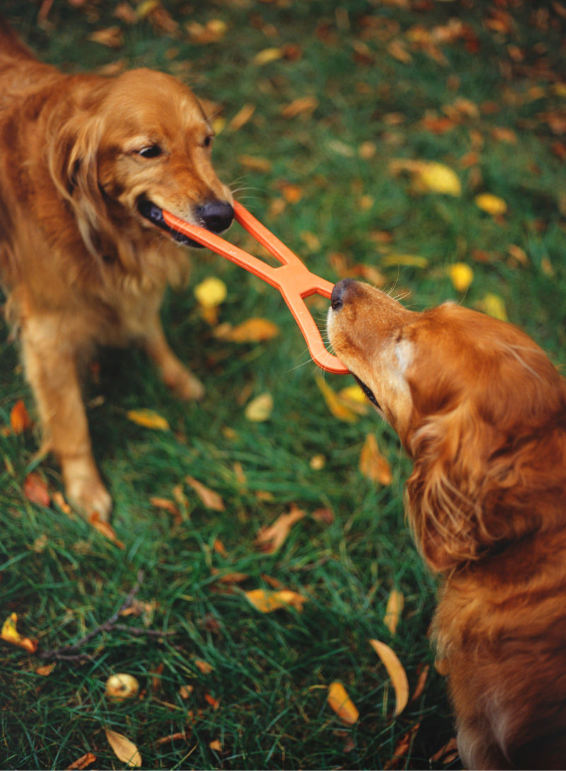Dogs Playing Tug