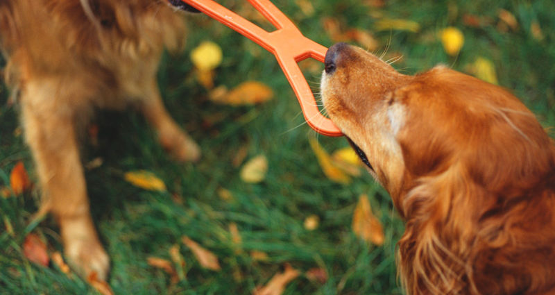 Tug of War