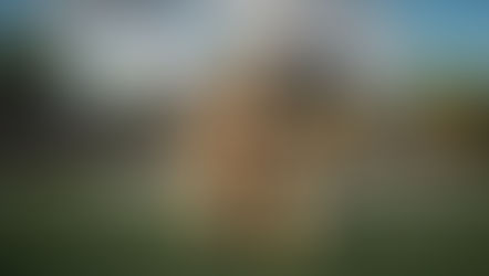 The Chrysanthemummies are coming out.