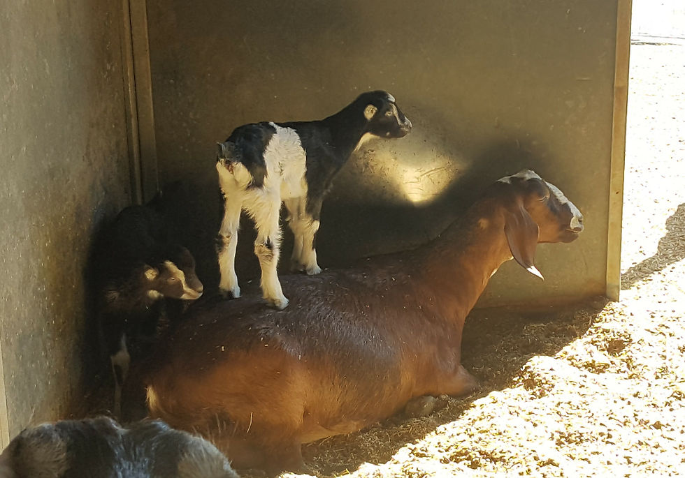 Zelda is patiently babysitting a baby LaMancha