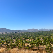 Tour Vinícola Bodegas RE Chile 2.HEIC