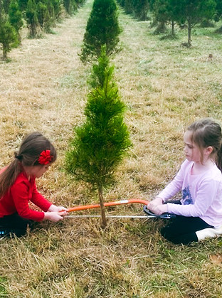 kids cutting christmas tree