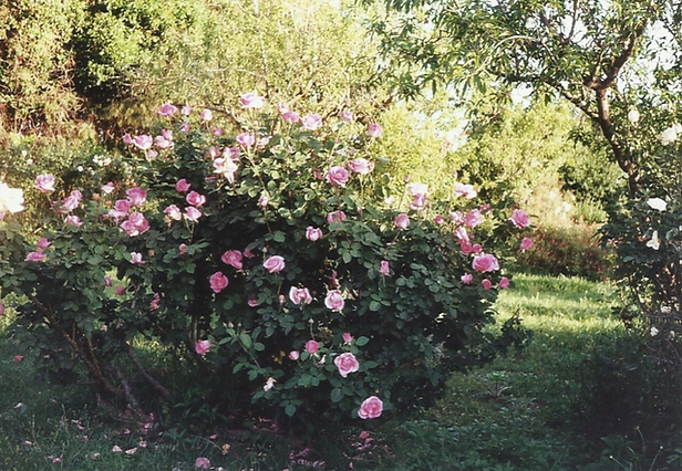 rosa hÃbrida de té The Mac Cartney Rose