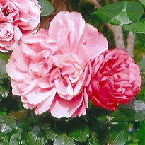 rosa Crown Princess Margareta