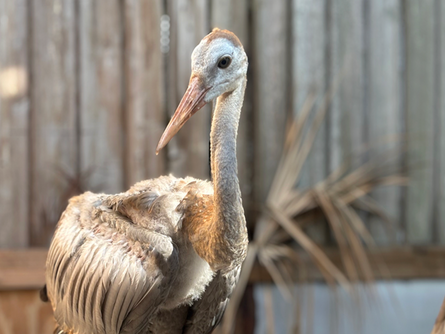 Save Our Seabirds: A hidden oasis for wildlife & visitors in Sarasota