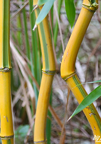 Phyllostachys-aureosulcata Spectabilis.j